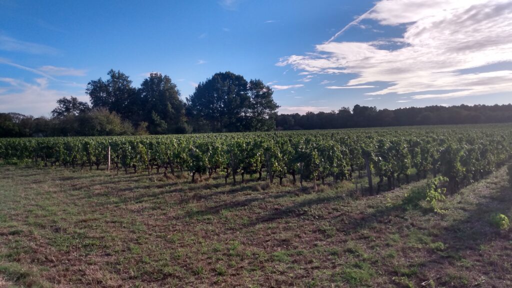 Photo des vignes de Léognan le long de l'itinéraire.