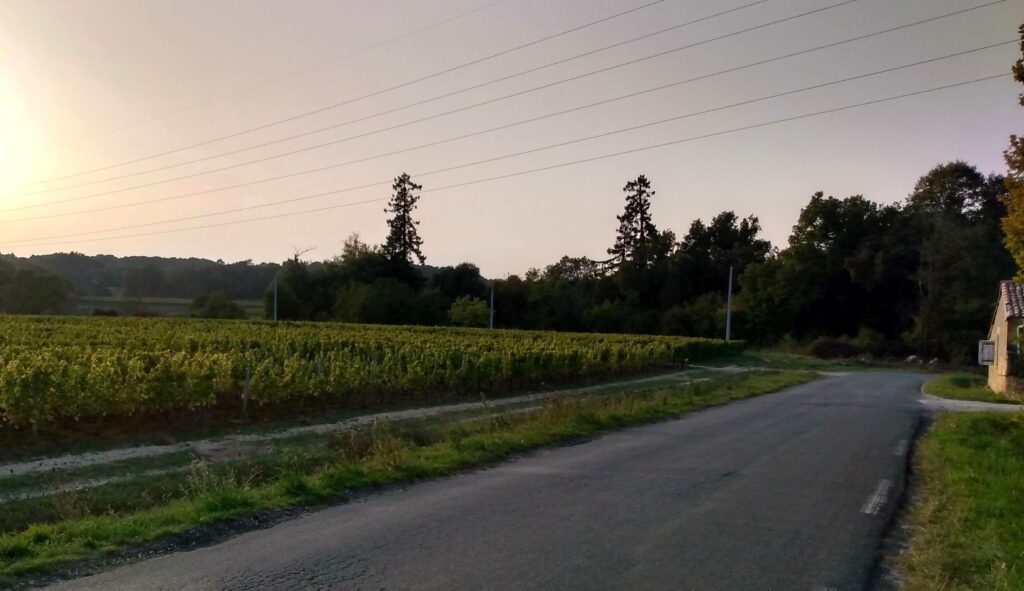 Photo de vignes du Château Carbonnieux prise le 5 octobre 2022.