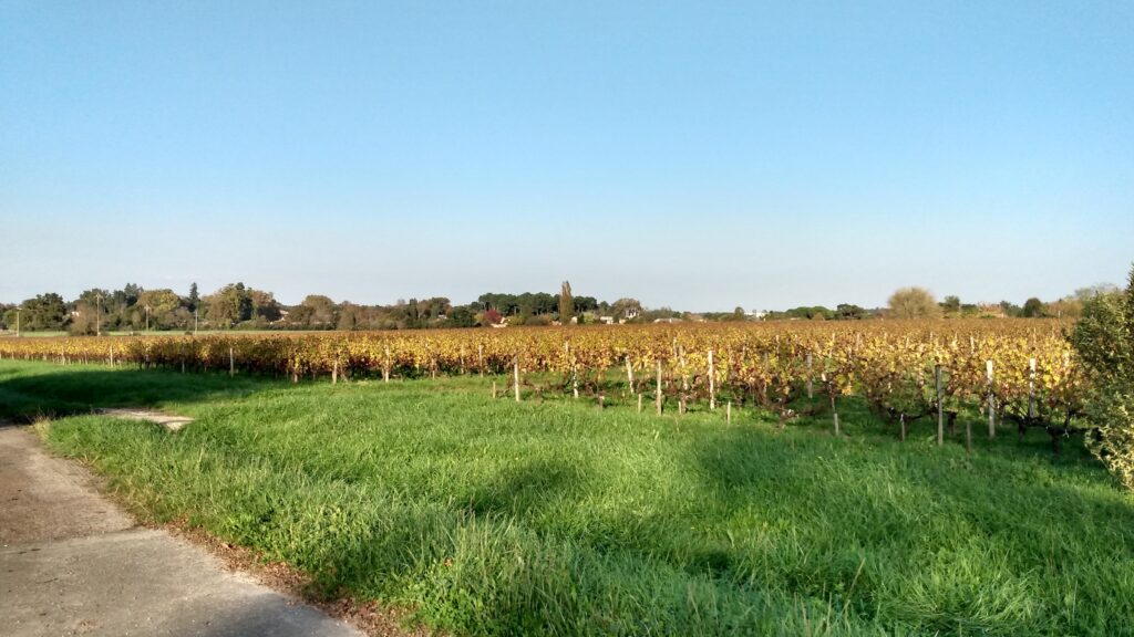 Photo de vignoble prise à Blanquefort le 29 octobre 2024.