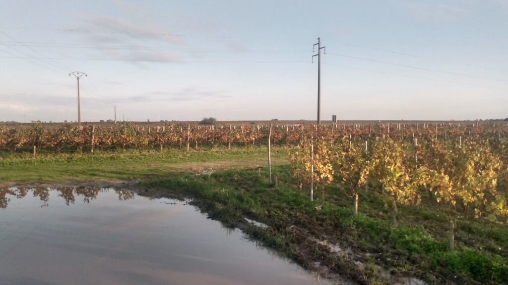 Photo prise dans les vignes de Paloumey le 29 octobre 2024.