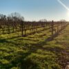 Photo de vignes prise près de Créon le 17 janvier 2025.