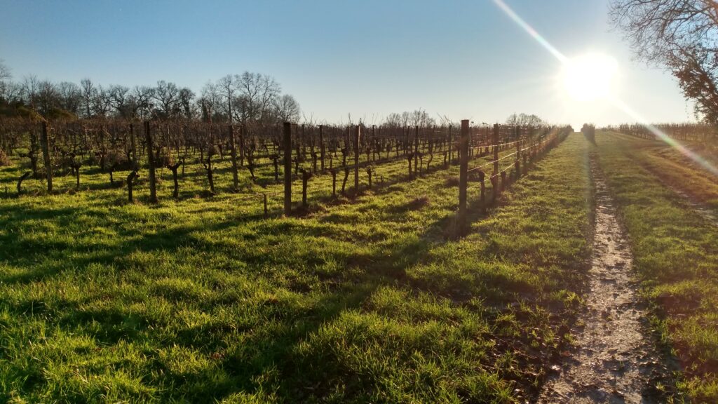 Photo de vignes prise près de Créon le 17 janvier 2025.