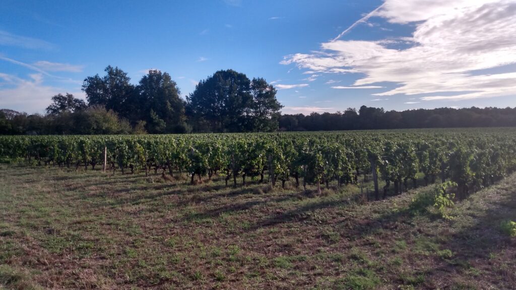 Photo des vignes du Chateau Olivier