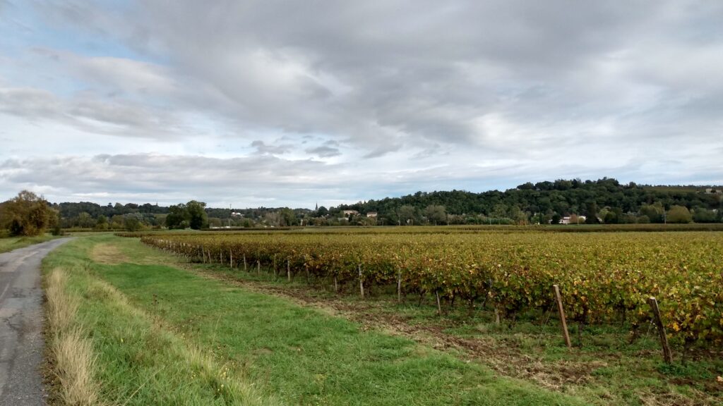 Photo prise au bord des vignes de Portets le 28 octobre 2023.