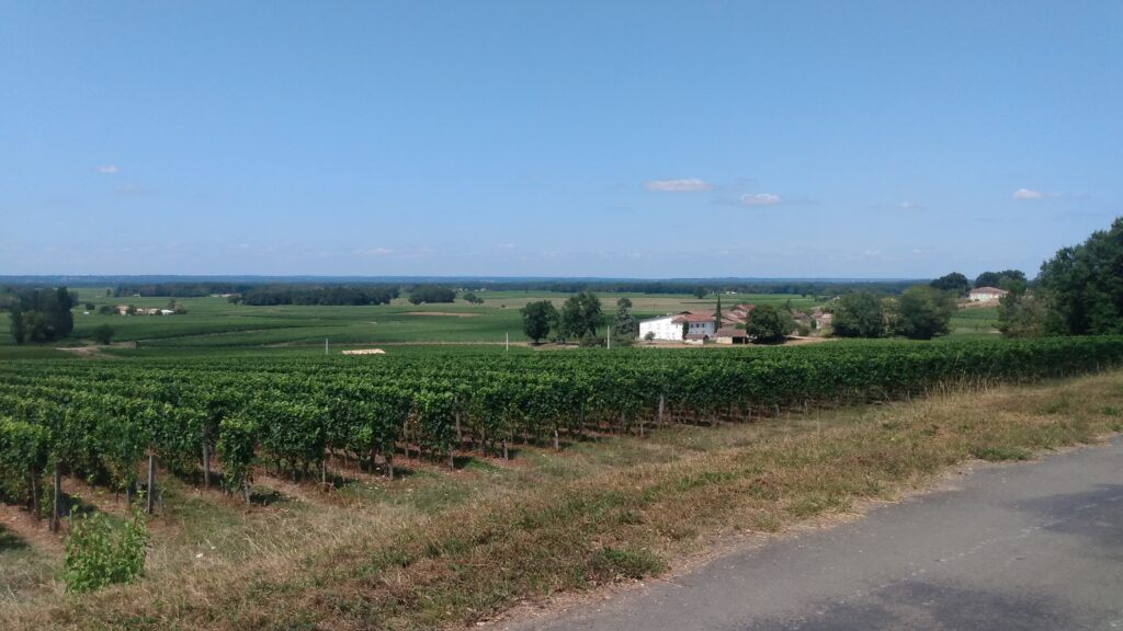 Photo prise le vendredi 2 août 2024 dans le vignoble de Pomerol.