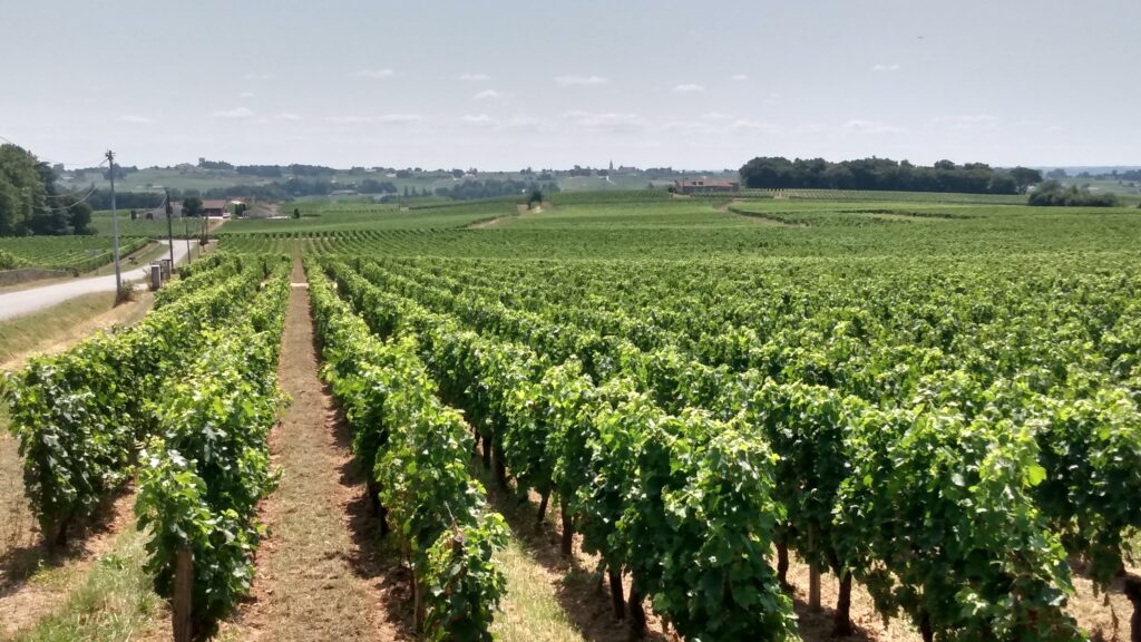 Photo prise le vendredi 2 août 2024 près de Saint-Emilion