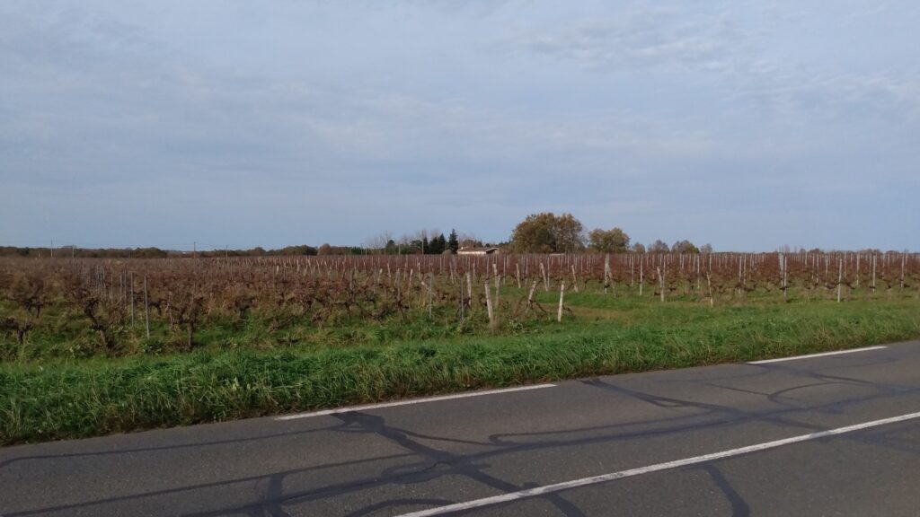 Photo prise le 24 novembre 2024 dans le vignoble de l'Entre-deux-Mers.