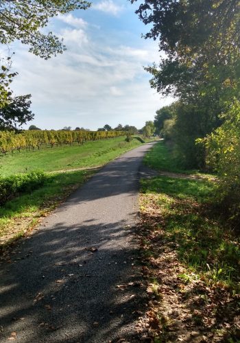 Photo prise sur la voie Roger Lapébie après Créon