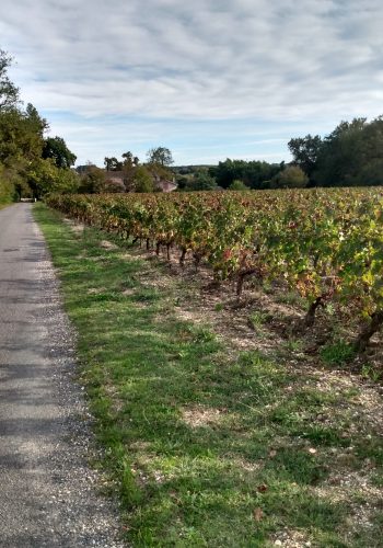 Photo de vignes de Graves prise le 10 octobre 2022.