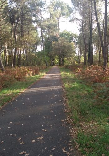 La piste cyclable 805 traversant la forêt des Landes de Gascogne