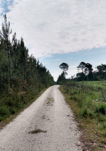 Photo prise le 6 avril 2023 sur une piste forestière entre Léognan et Saucats.