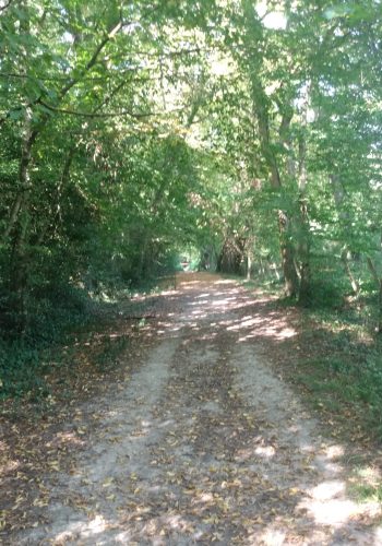 Le chemin forestier que vous emprunterez pour sortir du Bois Margnat.