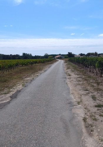 Une petite route à travers les vignes en direction de Cussac