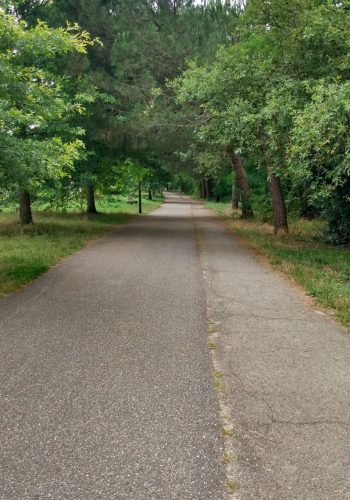 Photo prise le 7 juillet 2024 dans la Forêt du Bourgailh