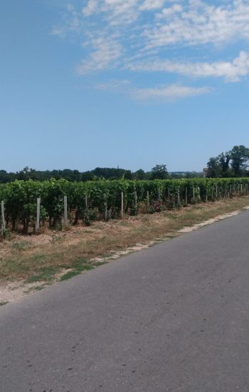 Photo prise le vendredi 2 août 2024 dans le vignobles de Pomerol.