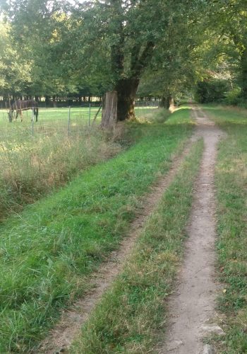 Photo prise sur un chemin rural au bord d'un pré à Tresses.