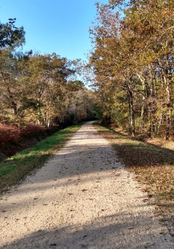 La piste forestière que vous emprunterez pour traverser le parc communal du Pian-Médoc