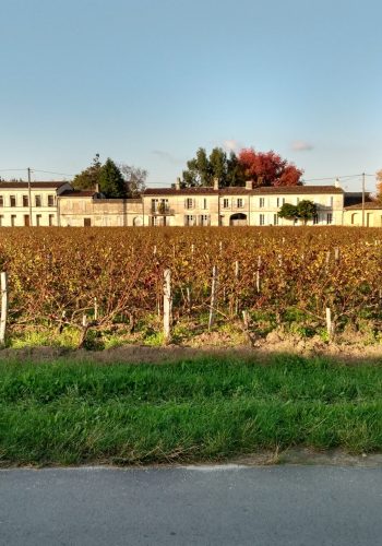 Photo de vignes prise à Soussans le 7 novembre 2024.