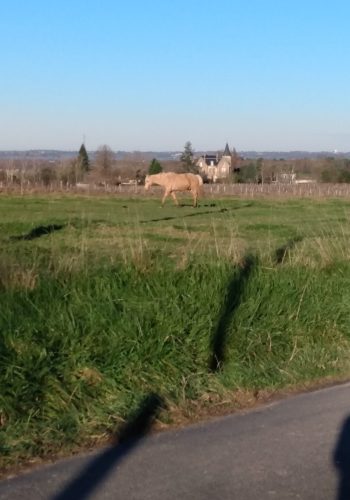 Photo prise sur les routes de l'Entre-deux-Mers le 12 décembre 2024.